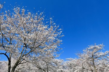 桜と青空、cherry blossoms and bkue sky