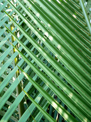 Green leaf pattern background.