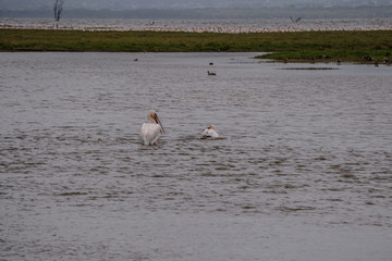 Pelicans on a lake