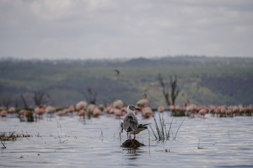 Pink flamingoes at Lake Nakuru