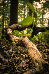 Wald Spaziergang