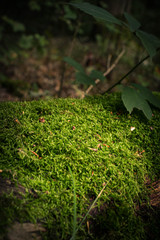 Wald Spaziergang