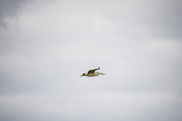 Pelican  in flight
