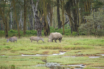 Zebra and Rhino