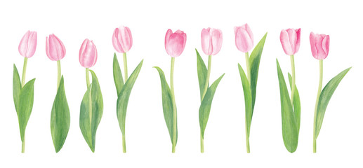 Watercolor pink tulip flowers isolated on white background with clipping path. Good elements for your own design. Spring and summer theme. Soft and gentle colors. Realistic drawing. - obrazy, fototapety, plakaty