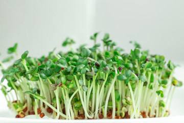 Fresh micro greens closeup. Microgreen mustard sprouts. Microgreens growing. Healthy eating...
