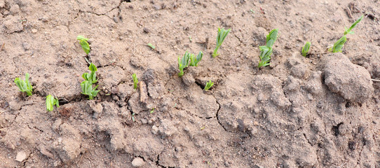 Young sprouts of green vegetable peas.Cultivation of green peas. Pisum sativum is an annual plant.with high in fiber, protein, vitamin A, vitamin B6, vitamin C, vitamin K, phosphorus and magnesium.