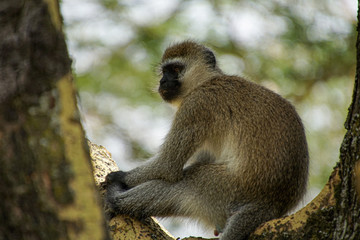 Monkey sitting in a fork of a tree