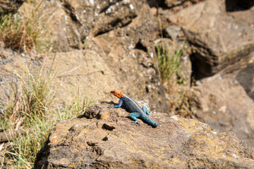 Red-headed Lizard on a rock