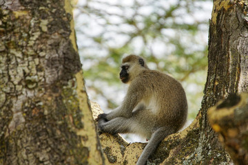 Monkey sitting in a fork of a tree