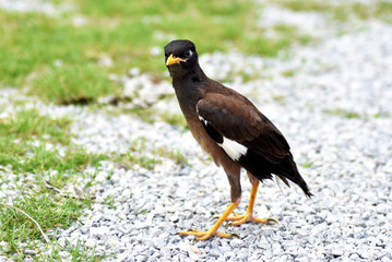 A small, cute myna bird with brown-black-white feathers with a yellow mouth walking on a gray gravel field.