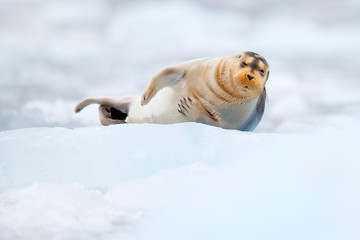 Fototapeta na wymiar Cute seal in the Arctic snowy habitat. Bearded seal on blue and white ice in arctic Svalbard, with lift up fin. Wildlife scene in the nature.