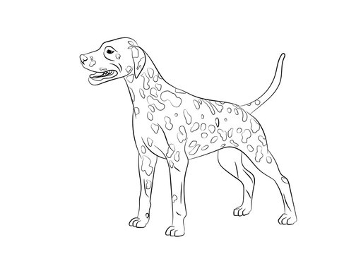 Dalmatian Spotted Dog. Vector outline stock illustration realistic lines silhouette logo, print,tattoo, coloring book.