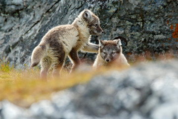 Fight of cute little Arctic Foxes, Vulpes lagopus, in the nature rocky habitat, Svalbard, Norway. Action wildlife scene from Europe.