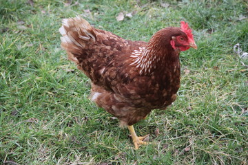 Domestic colorful chickens in the farmyard 