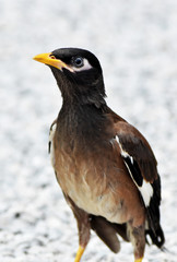 Obraz premium A small, cute myna bird with brown-black-white feathers with a yellow mouth walking on a gray gravel field.