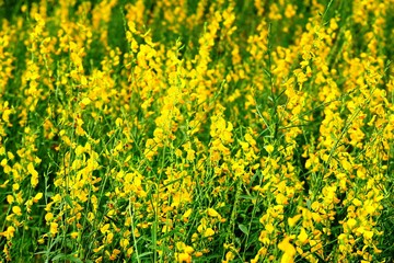 yellow flower in the park