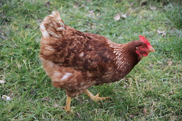 Domestic colorful chickens in the farmyard 