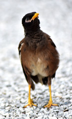 A small, cute myna bird with brown-black-white feathers with a yellow mouth walking on a gray gravel field.
