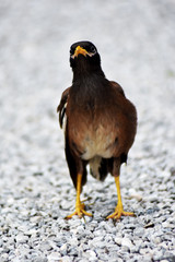 A small, cute myna bird with brown-black-white feathers with a yellow mouth walking on a gray gravel field.