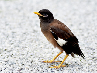 A small, cute myna bird with brown-black-white feathers with a yellow mouth walking on a gray gravel field.
