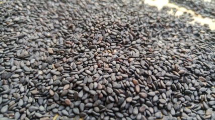 Close-up of black sesame