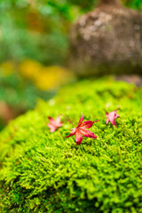 苔と散りモミジ（瑠璃光院）