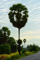 Fototapeta premium rice fields with palm trees.