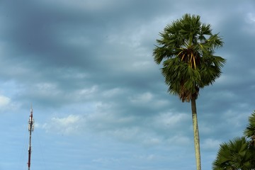 Obraz premium View of sugar palm and yellow fields