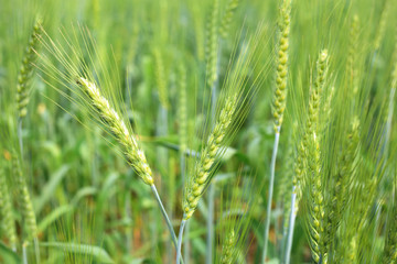 Green Wheat whistle, Wheat bran fields and wheat leaf