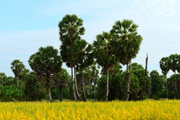 View of sugar palm and yellow fields