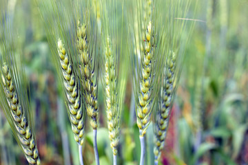 Green Wheat whistle, Wheat bran fields and wheat leaf