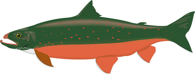 Abstract Burning fish, Illustration on black background