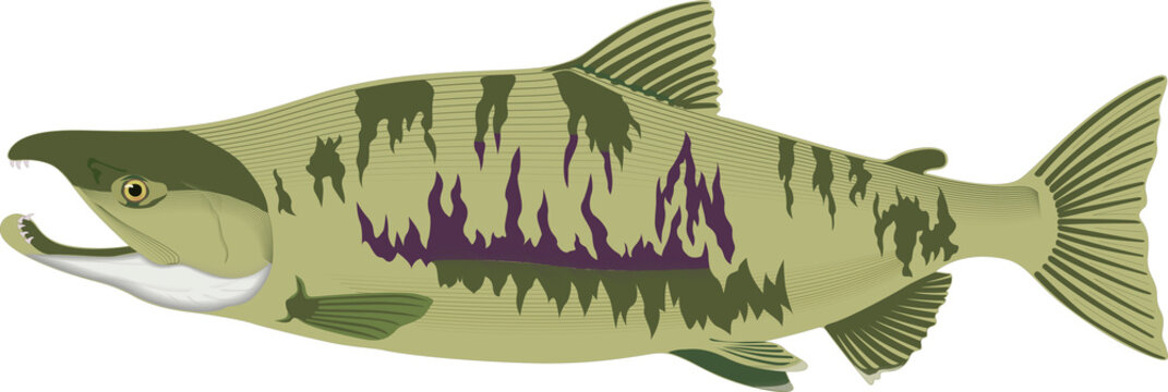 Cartoon cute chum salmon