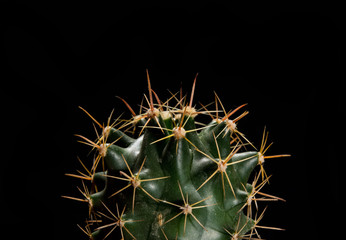 cactus on black background © Fluke_Napat