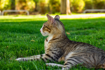 homeless cat feline animal portrait lay on a grass in sunny park vivid colorful nature blurred outdoor background environment