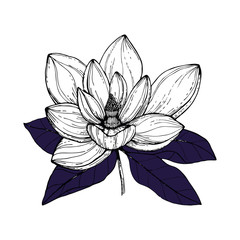 Vector illustration with hand drawn white Anise magnolia flowers with purple leaves. Flower isolated on white backgrounds. Decorative element for floral wedding invitation card © Morgan Ph