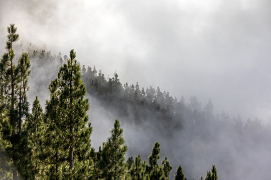 Clouds and trees in Mirador de Chipeque, Tenerife, Canary Islands, Spain