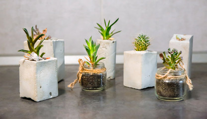 Tiny succulents in concrete plant holders in kitchen. Small cactus and moss in handmade vases of different shapes. Stylish and eco friendly planters.