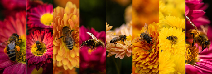 Collage of photos of bees 8 pieces in one line; natural decorative flower background with insects