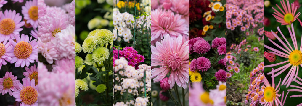 Collage of photos of chrysanthemums 8 pieces in one line; natural decorative flower background