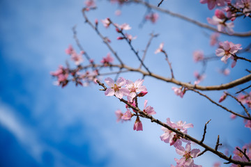 Blooming spring tree with pink flowers