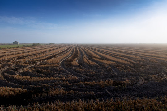 Landscape of a rice field after the rice has benn collected