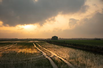 Obraz premium Landscape of a rice plantation just after the rice has been planted