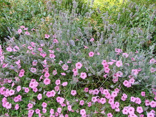 An extravaganza of pink flowers on a background of enduring green bushes.