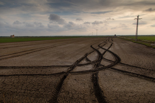 Landscape of a rice field after the rice has benn collected