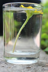 flower in a glass full of water 