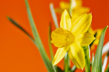 Obraz premium Yellow daffodil flower
