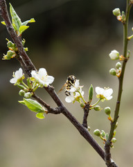 Bees close-up on spring flowers