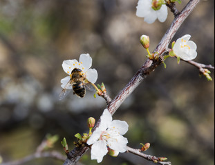Bees close-up on spring flowers